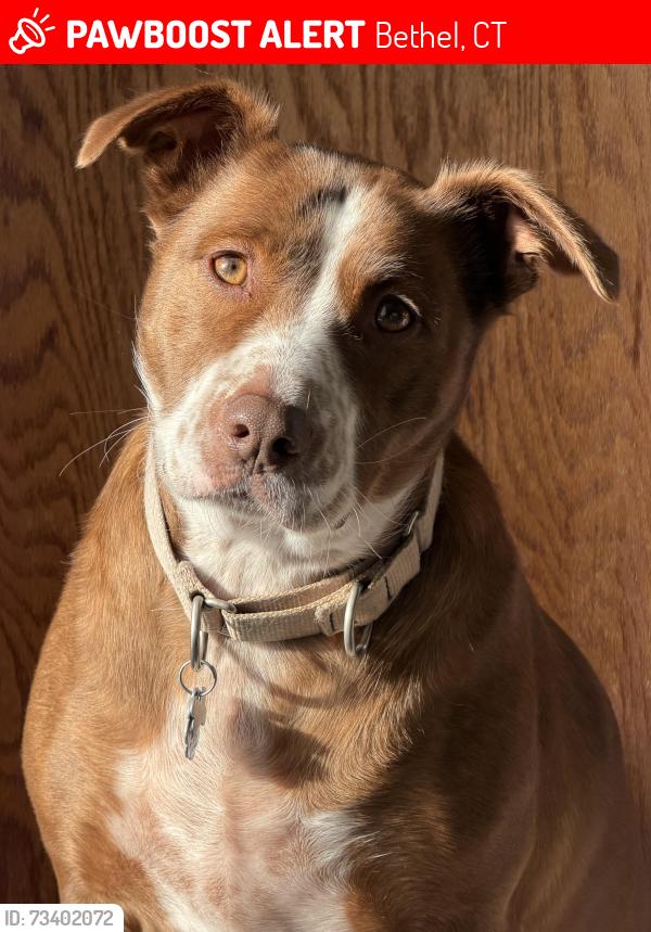 Lost Female Dog last seen Near headed towards downtown bethel, then possible maple ave towards plumtrees, Bethel, CT 06801
