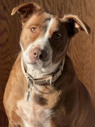 Lost Female Dog last seen Near headed towards downtown bethel, then possible maple ave towards plumtrees, Bethel, CT 06801
