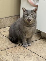 Lost Female Cat last seen Across the street from the stone toad, Menasha, WI 54952