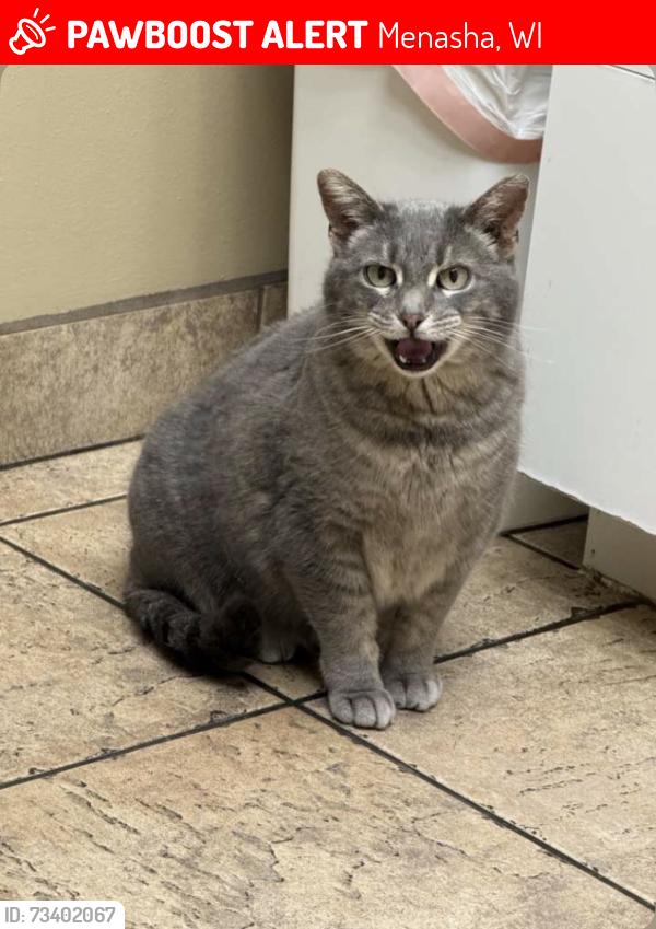 Lost Female Cat last seen Across the street from the stone toad, Menasha, WI 54952