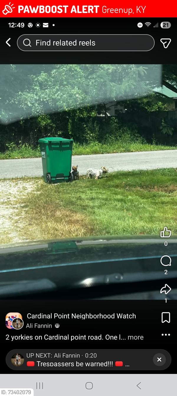 Lost Unknown Dog last seen Cardinal point, Greenup, KY 41144