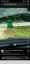 Lost Unknown Dog last seen Cardinal point, Greenup, KY 41144