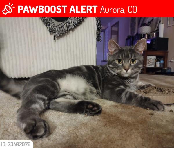 Lost Male Cat last seen Chambers and Hampden, Aurora, CO 80014