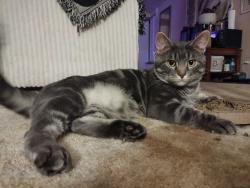 Lost Male Cat last seen Chambers and Hampden, Aurora, CO 80014