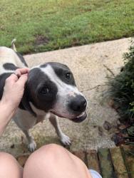 Found/Stray Female Dog last seen Dial place and 76, Laurens County, SC 29360