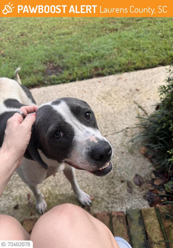 Found/Stray Female Dog last seen Dial place and 76, Laurens County, SC 29360