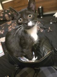 Lost Male Cat last seen Cantina Dr, Victorville, CA 92392