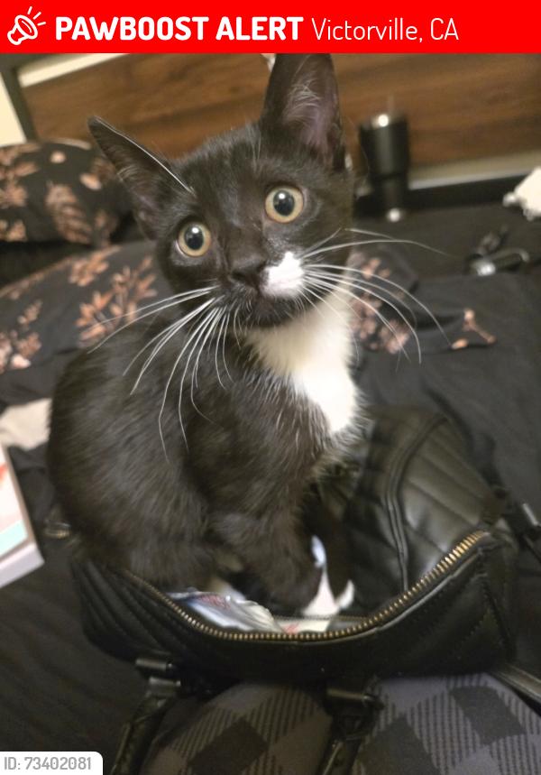 Lost Male Cat last seen Cantina Dr, Victorville, CA 92392