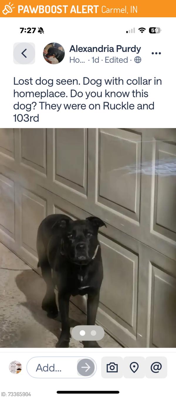 Found/Stray Unknown Dog last seen 103rd & Ruckle, Homeoace, Carmel, IN 46280