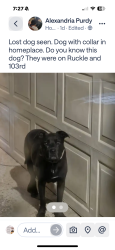 Found/Stray Unknown Dog last seen 103rd & Ruckle, Homeoace, Carmel, IN 46280