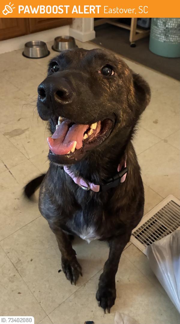Found/Stray Female Dog last seen Hwy 378/Garners Ferry Rd, Eastover, SC 29044