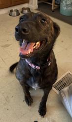 Found/Stray Female Dog last seen Hwy 378/Garners Ferry Rd, Eastover, SC 29044