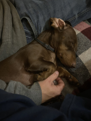 Reunited Female Dog last seen Lashbrook road, Boonville, IN 47601
