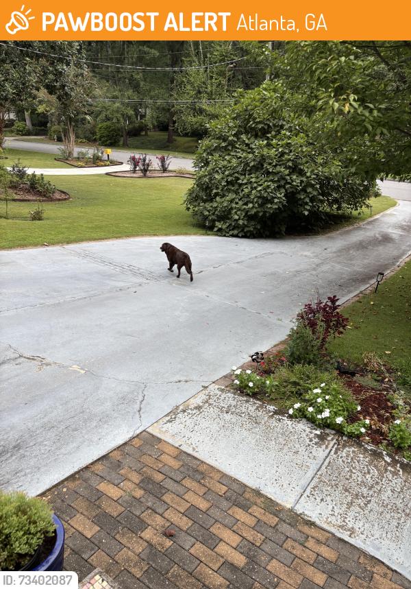 Found/Stray Male Dog last seen Wild creek trail Atlanta ga, Atlanta, GA 30347