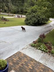 Found/Stray Male Dog last seen Wild creek trail Atlanta ga, Atlanta, GA 30347