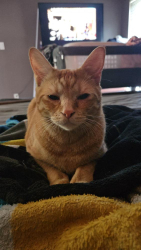Lost Male Cat last seen Villiage West Neighborhood, Briar Forest & Hayes, Houston, TX 77077