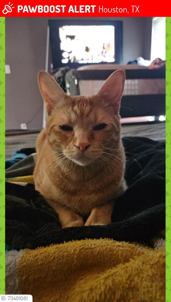 Lost Male Cat last seen Villiage West Neighborhood, Briar Forest & Hayes, Houston, TX 77077