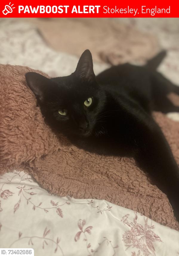 Lost Male Cat last seen The stripe, Stokesley, England 