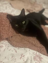 Lost Male Cat last seen The stripe, Stokesley, England 