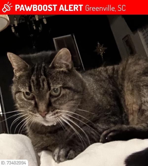 Lost Female Cat last seen Roper Mountain Road, Greenville, SC 29615