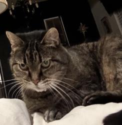 Lost Female Cat last seen Roper Mountain Road, Greenville, SC 29615