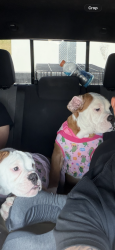 Lost Female Dog last seen Bell st, Metairie, LA 70003