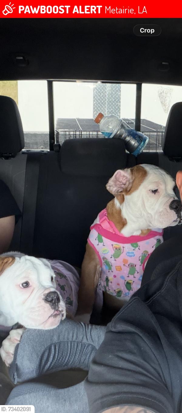 Lost Female Dog last seen Bell st, Metairie, LA 70003