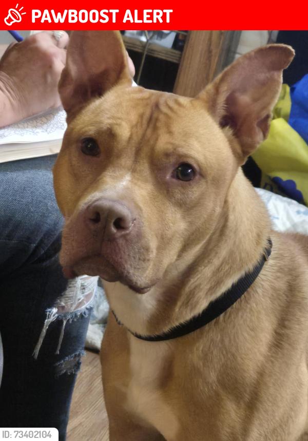 Lost Male Dog last seen Sandalwood Dr Jackson, NJ, Jackson Township, NJ 08527