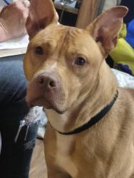 Lost Male Dog last seen Sandalwood Dr Jackson, NJ, Jackson Township, NJ 08527