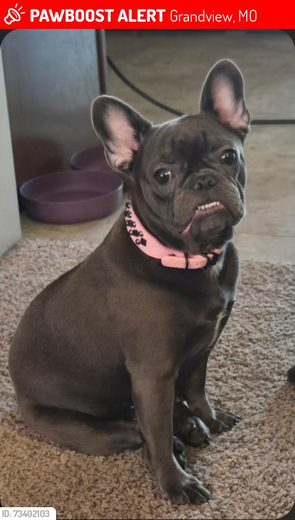 Lost Female Dog last seen White ave and e 149th street, Grandview, MO 64030