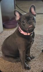 Lost Female Dog last seen White ave and e 149th street, Grandview, MO 64030