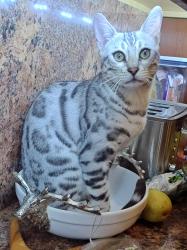 Reunited Male Cat last seen Taylor rd, Punta Gorda, FL 33950