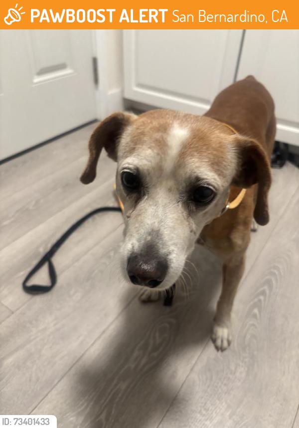 Found/Stray Male Dog last seen Chase Bank parking lot, San Bernardino, CA 92405