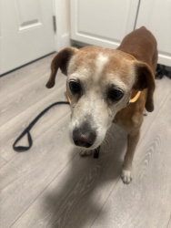 Found/Stray Male Dog last seen Chase Bank parking lot, San Bernardino, CA 92405