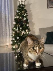Lost Female Cat last seen Bay Church, Bay Point, CA 94565