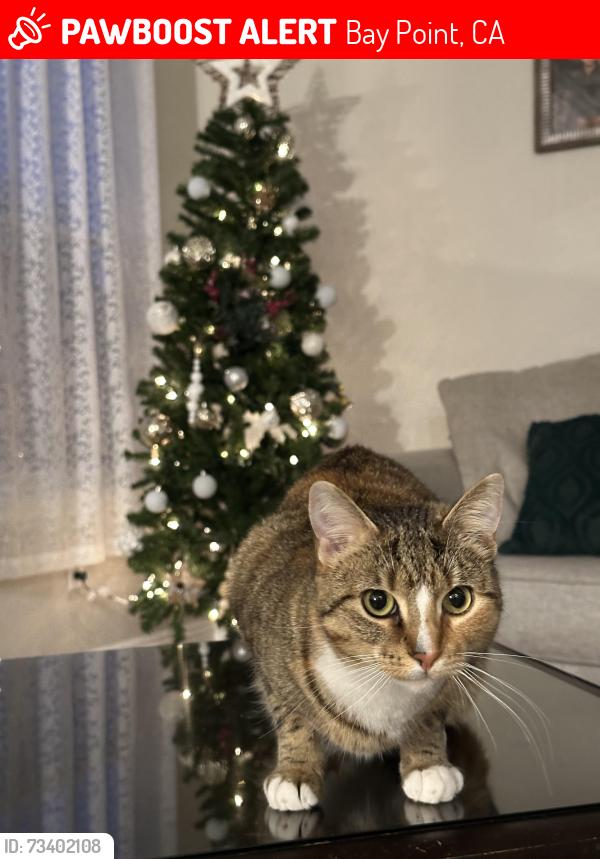 Lost Female Cat last seen Bay Church, Bay Point, CA 94565