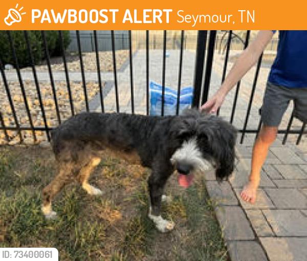 Found/Stray Female Dog last seen Knob Creek and Tittsworth, Seymour, TN 37865