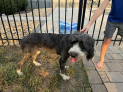 Found/Stray Female Dog last seen Knob Creek and Tittsworth, Seymour, TN 37865