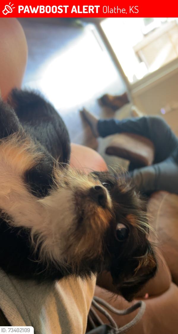 Lost Male Dog last seen My street is N Logan St Olathe Ks, Olathe, KS 66061