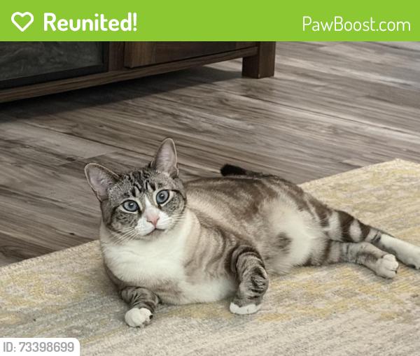 Reunited Female Cat last seen Franklin and Florin, Sacramento, CA 95823