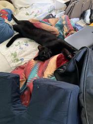 Lost Female Cat last seen 9 Mile and Gratiot, Eastpointe, MI 48021
