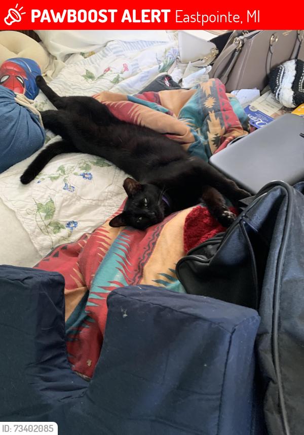 Lost Female Cat last seen 9 Mile and Gratiot, Eastpointe, MI 48021