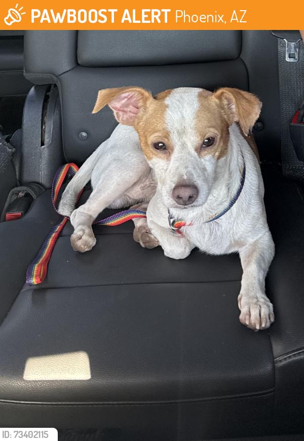 Found/Stray Male Dog last seen 7th Ave and Northern, Phoenix, AZ 85021