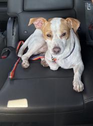 Found/Stray Male Dog last seen 7th Ave and Northern, Phoenix, AZ 85021