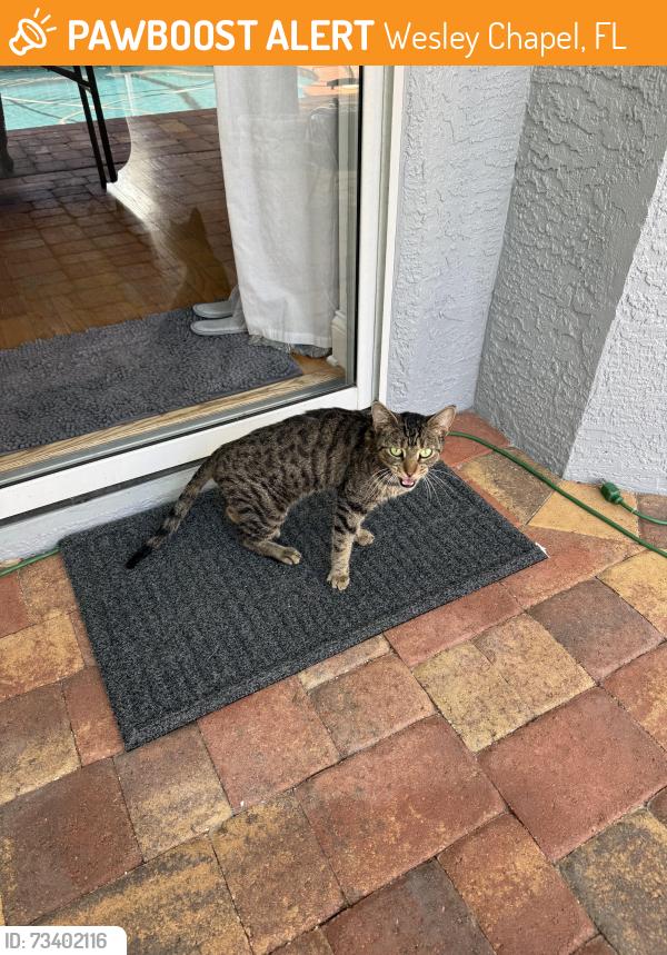 Found/Stray Male Cat last seen Wesley Chapel blvd, Wesley Chapel, FL 33543