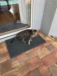 Found/Stray Male Cat last seen Wesley Chapel blvd, Wesley Chapel, FL 33543