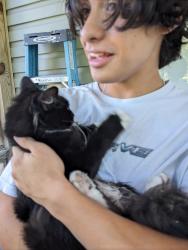 Found/Stray Unknown Cat last seen Longmont and Austin Creek, Wake Forest, NC 27587