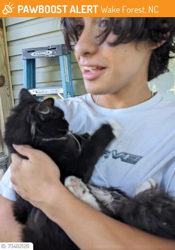 Found/Stray Unknown Cat last seen Longmont and Austin Creek, Wake Forest, NC 27587