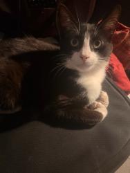 Lost Male Cat last seen Near wilson ave, South Gate, CA 90280