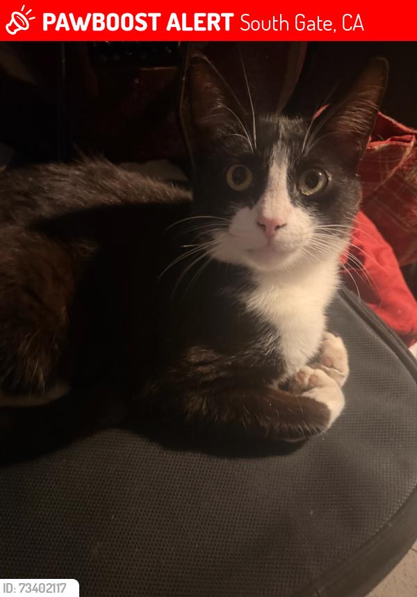 Lost Male Cat last seen Near wilson ave, South Gate, CA 90280
